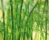 Bambus
