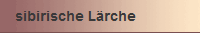 sibirische Lrche